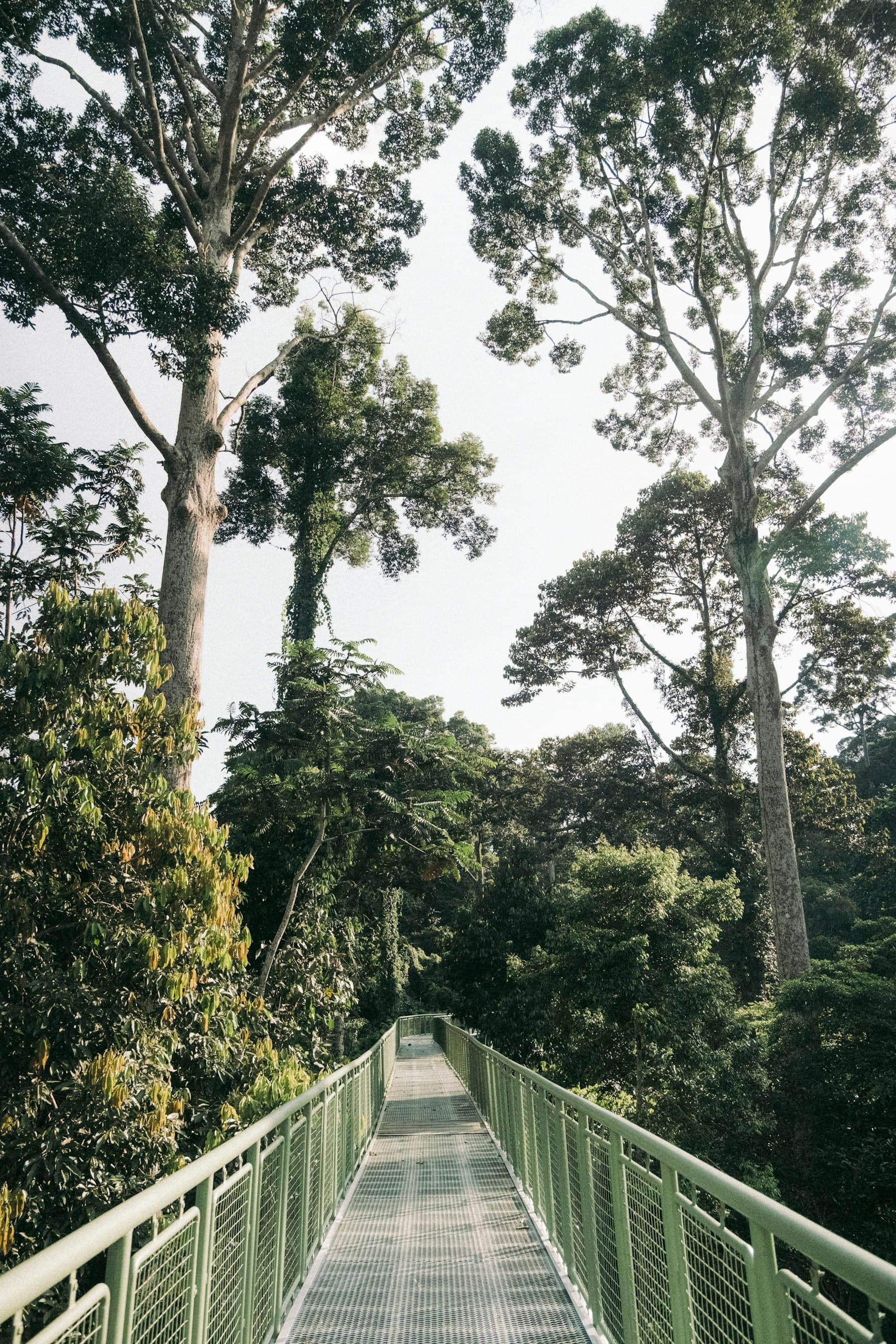 Jembatan kanopi di hutan tropis