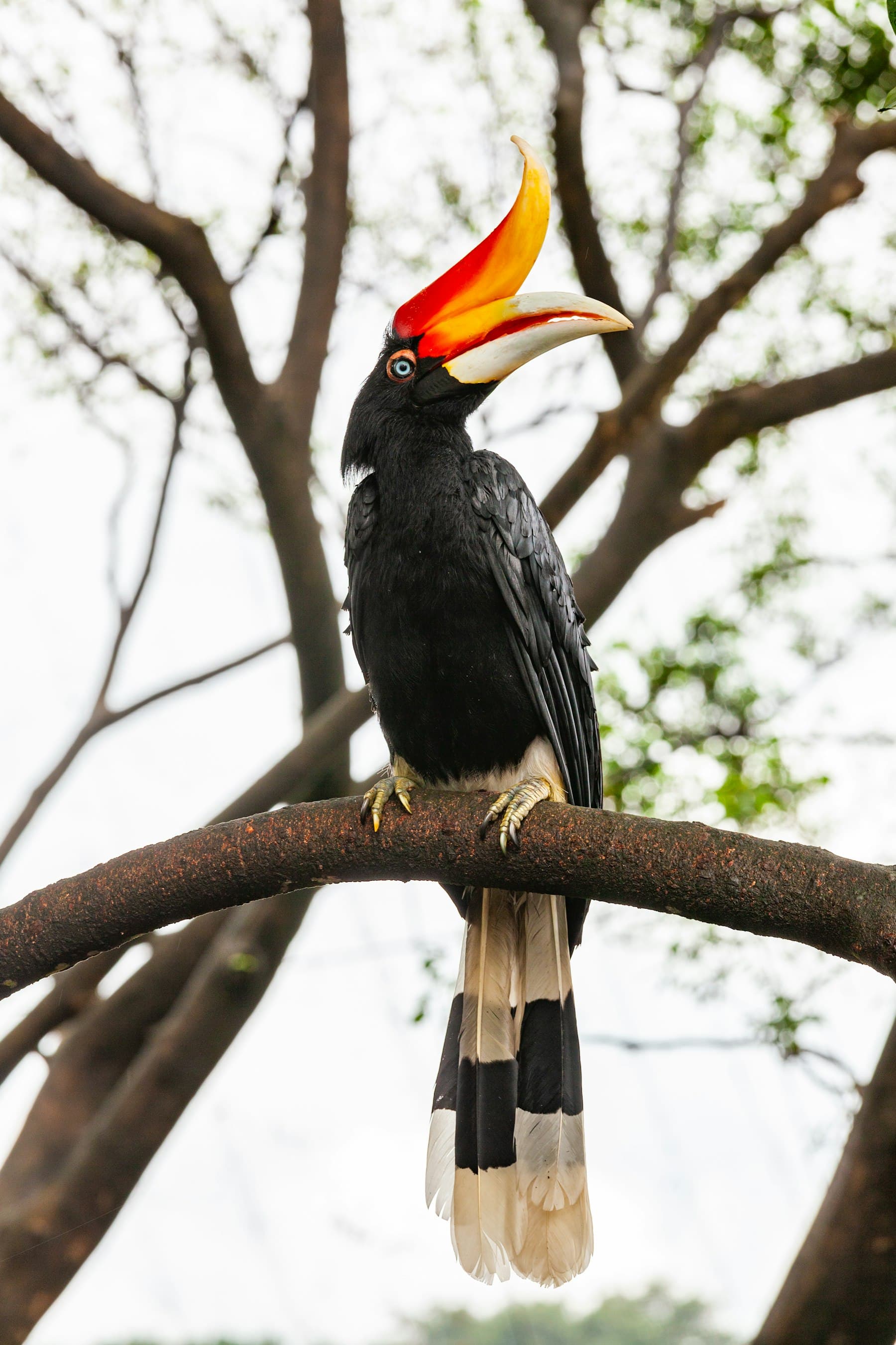Burung rangkong badak dengan paruh oranye