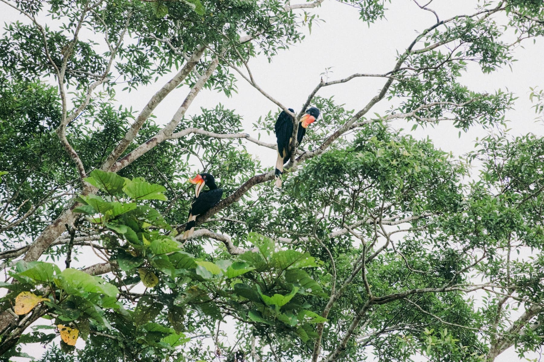 Sepasang rangkong badak di dahan pohon