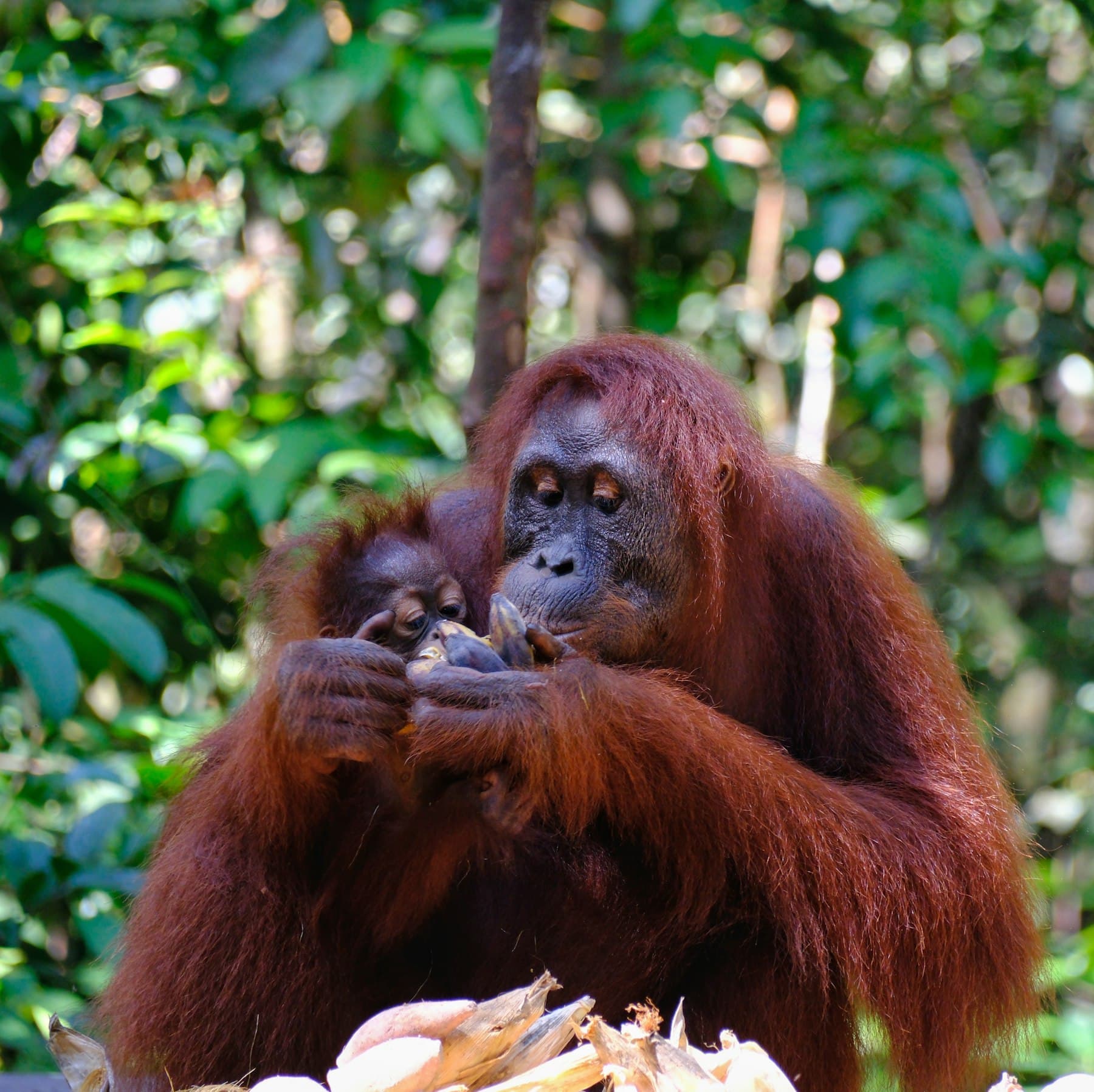 Induk orangutan dan anaknya menikmati makanan