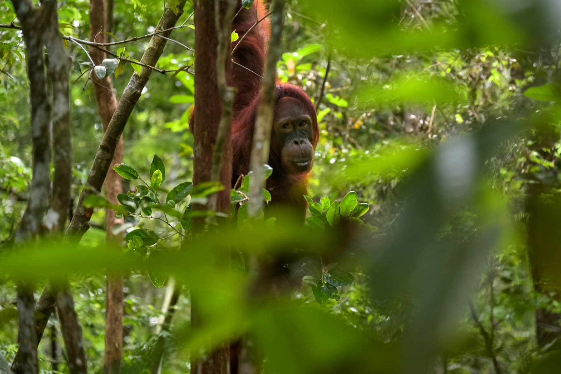 Orangutan mengintip dari balik dedaunan hutan