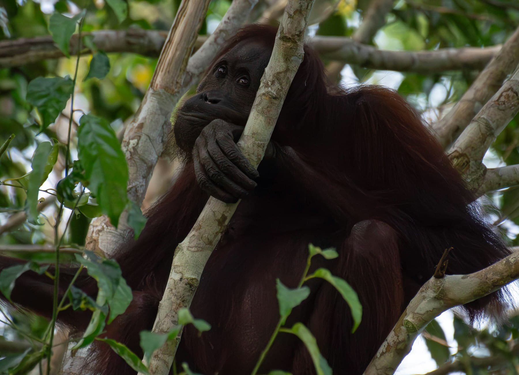Orangutan dewasa bersandar di dahan pohon