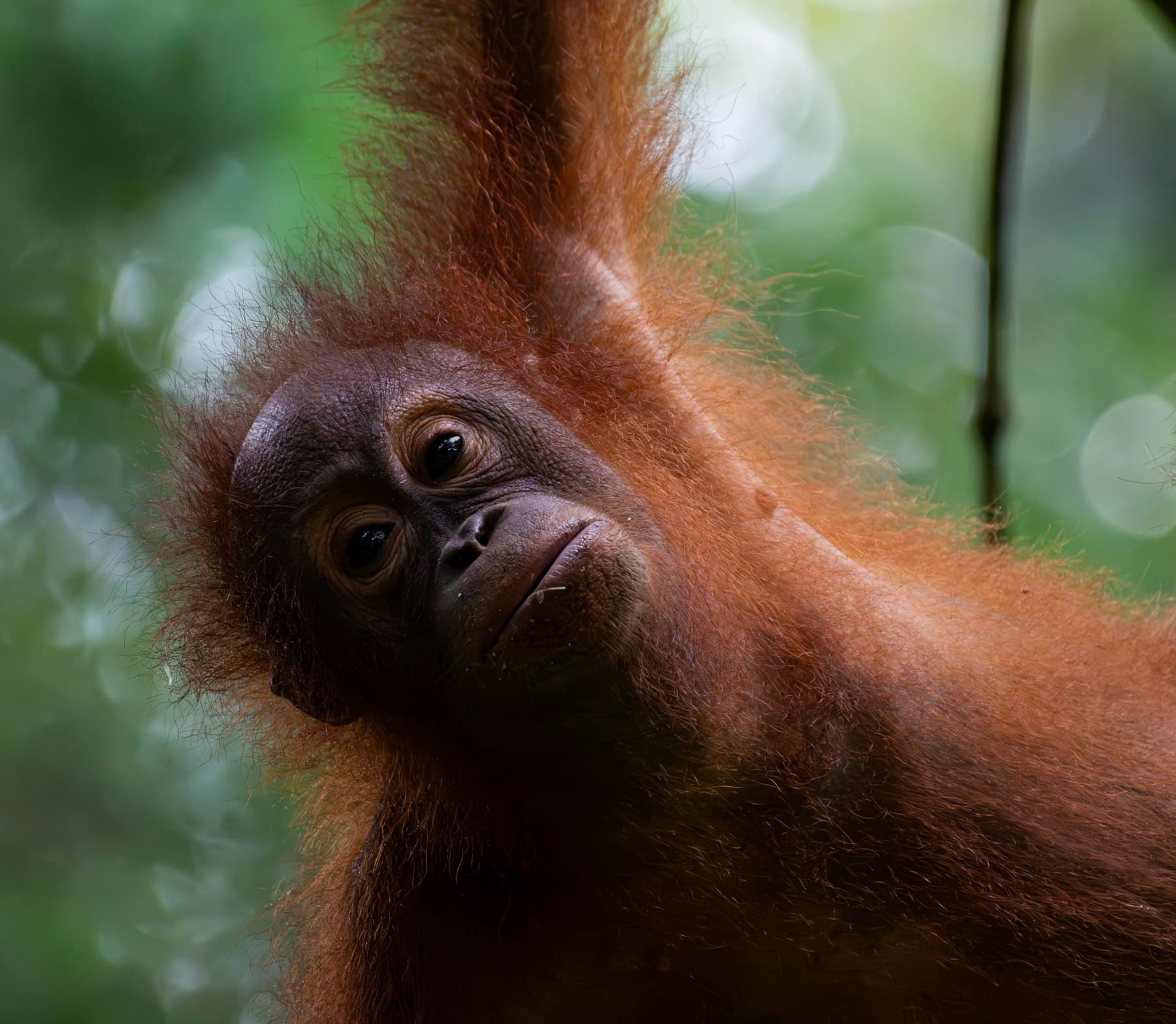 Orangutan muda bergelantungan