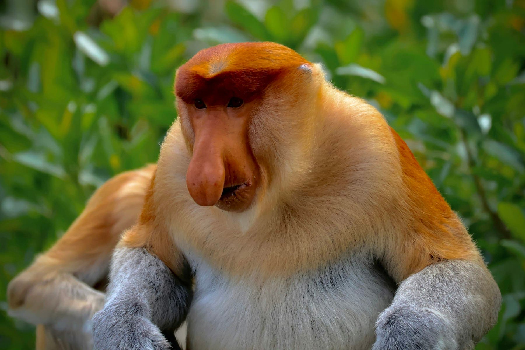 Bekantan jantan dengan hidung besar