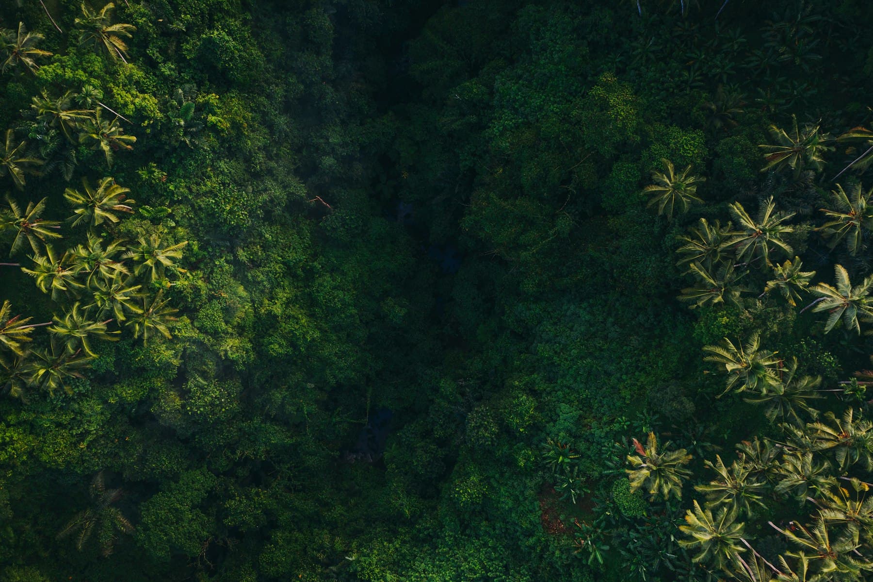 Kanopi hutan tropis dilihat dari udara