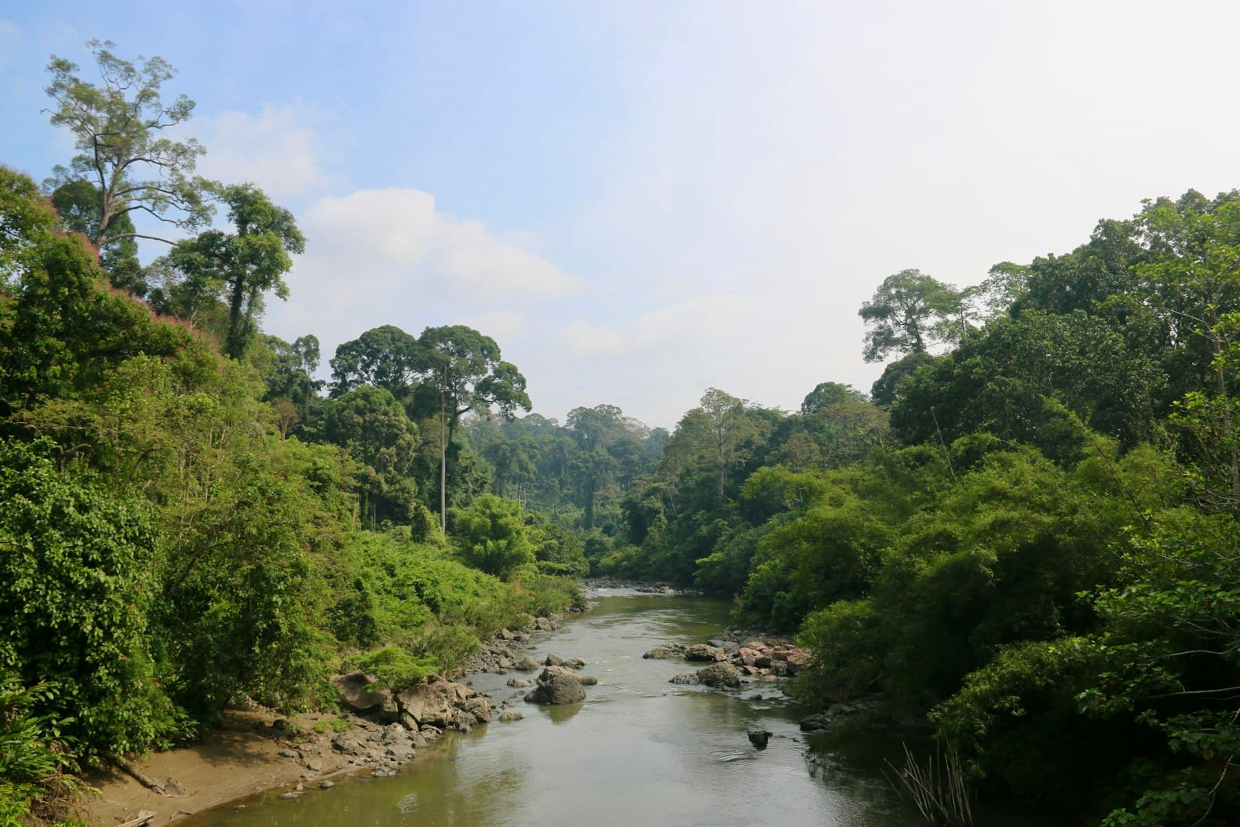 Sungai berbatu di tengah hutan hujan Kalimantan