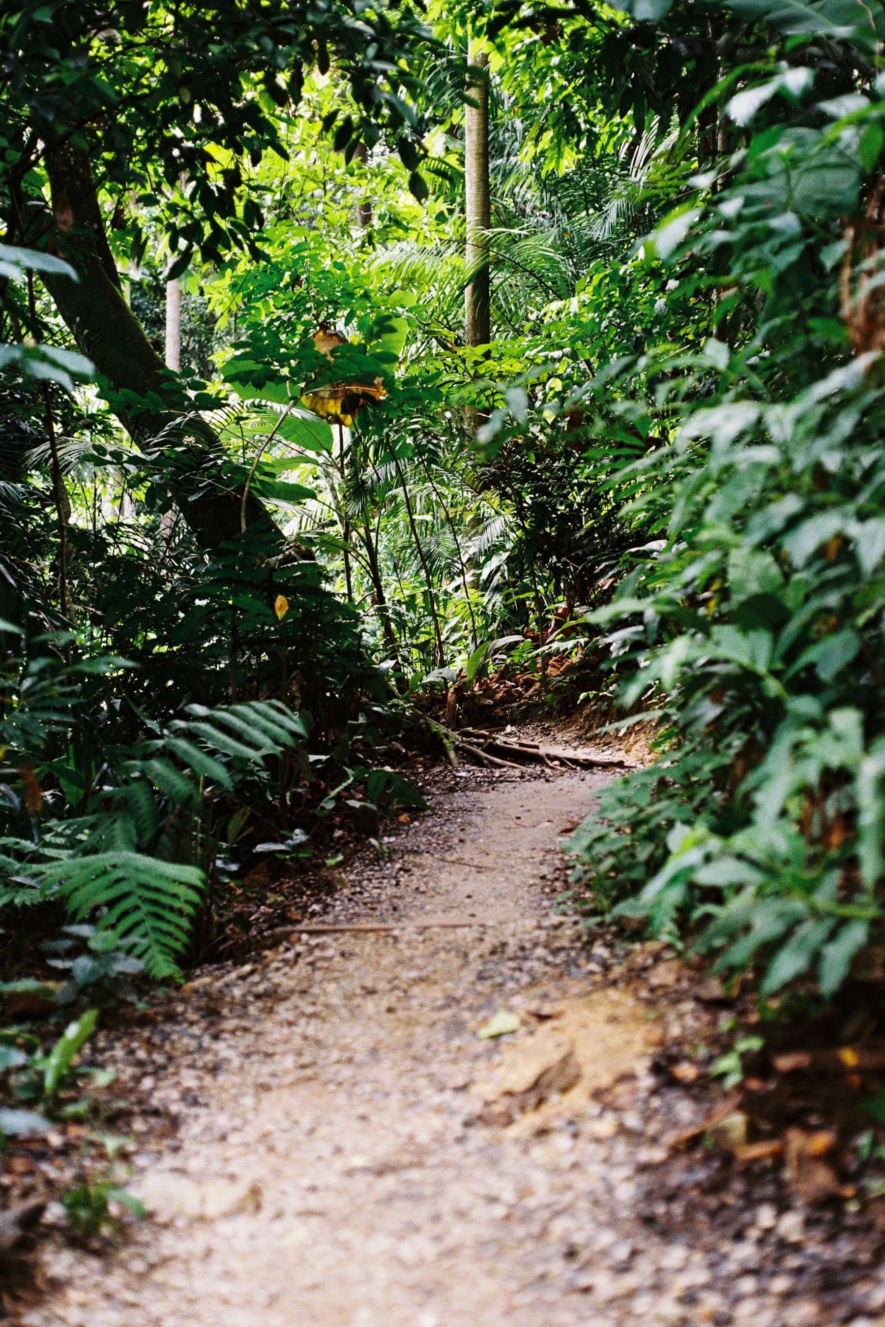 Jalur setapak di tengah hutan tropis