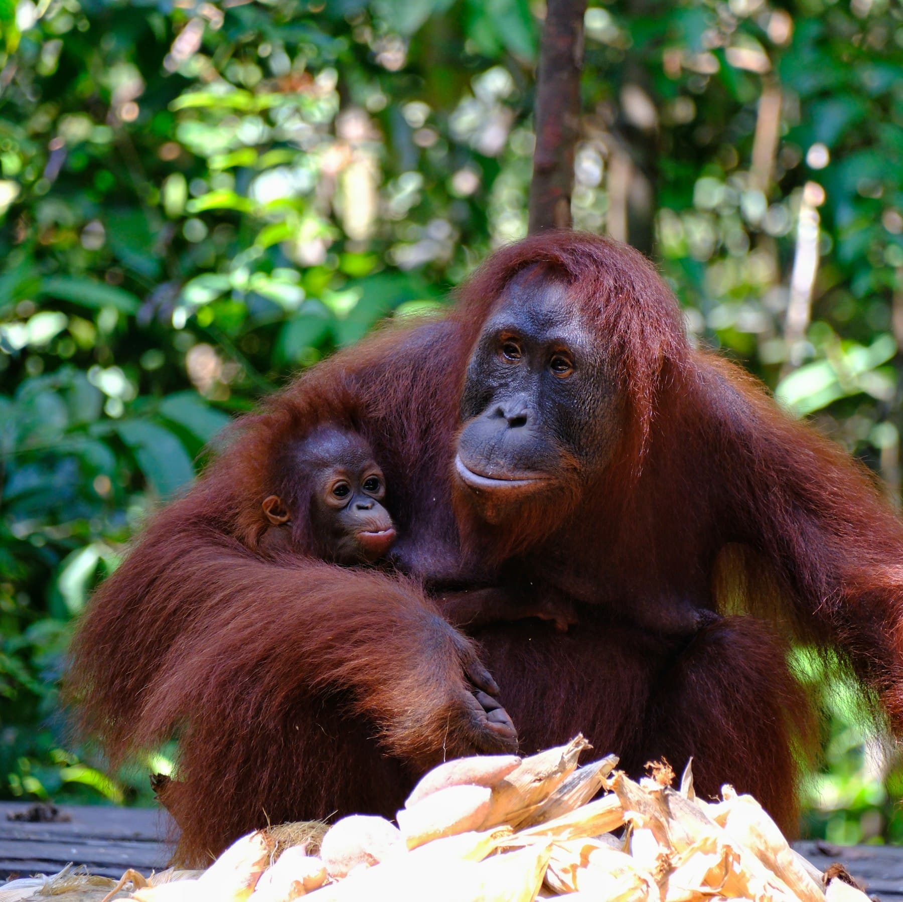 Induk orangutan memeluk bayinya di stasiun pemberian makan